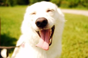 happy-dog